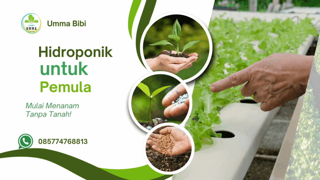 Hidroponik untuk Pemula (085774768813)