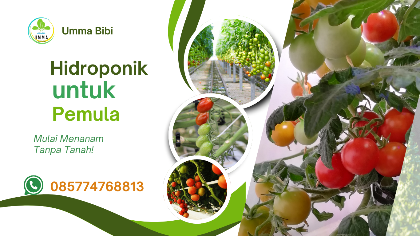 Hidroponik Untuk Pemula-Mulai Menanam Tanpa Tanah (085774768813)