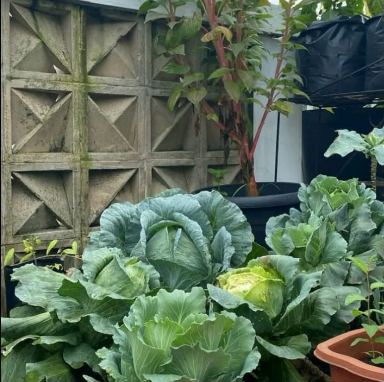 Panduan Berkebun di Lahan Sempit Bagi Pemula (08567762025)