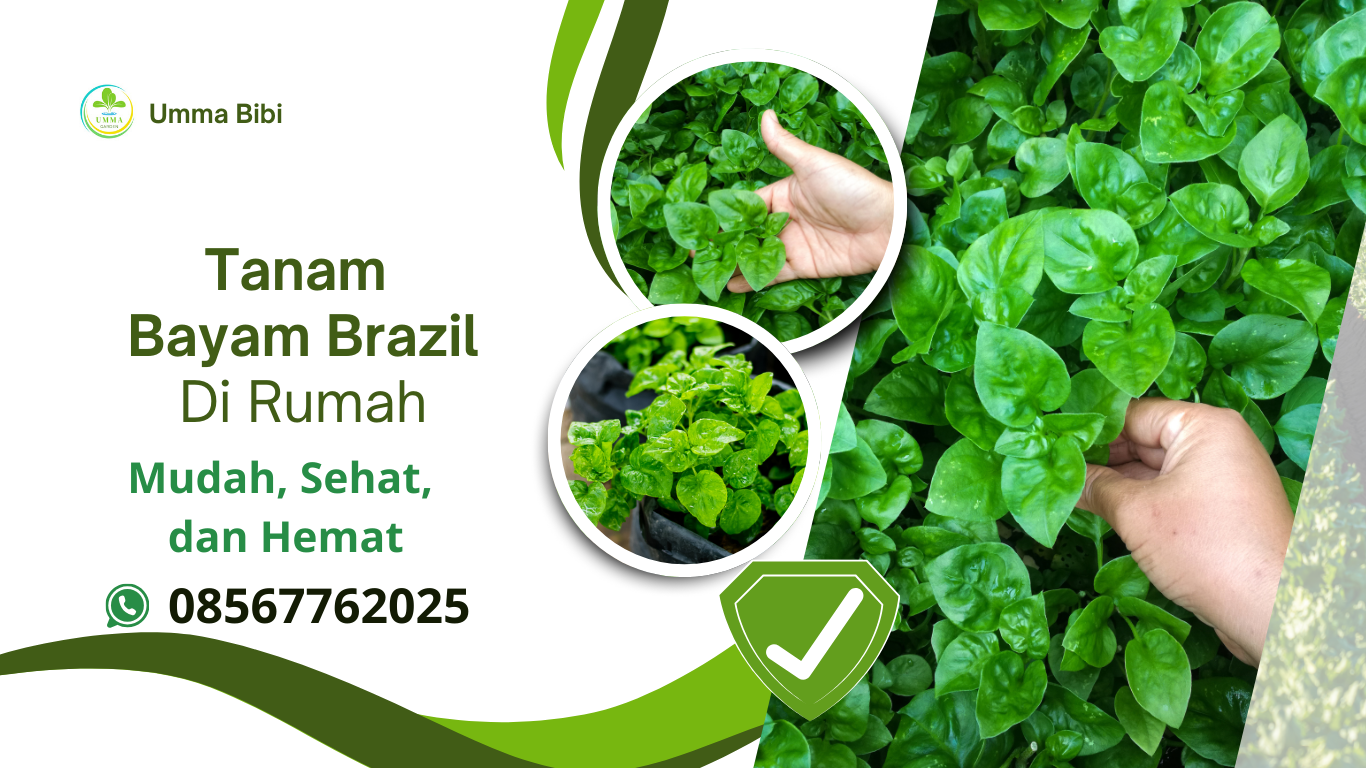 Tanam Bayam Brazil di Rumah: Mudah, Sehat, dan Hemat (08567762025)