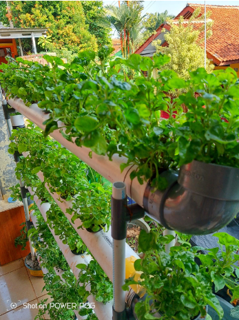 Panduan Berkebun di Lahan Sempit Bagi Pemula (08567762025)