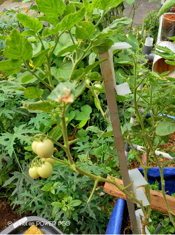 Panduan Berkebun di Lahan Sempit Bagi Pemula (08567762025)