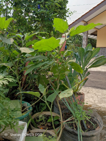 Panduan Berkebun di Lahan Sempit Bagi Pemula (08567762025)
