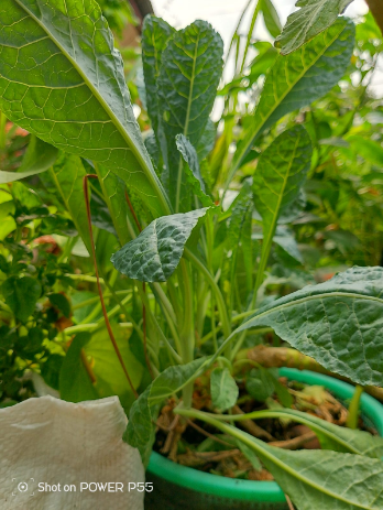 Panduan Berkebun di Lahan Sempit Bagi Pemula (08567762025)