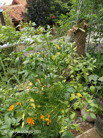 Panduan Berkebun di Lahan Sempit Bagi Pemula (08567762025)